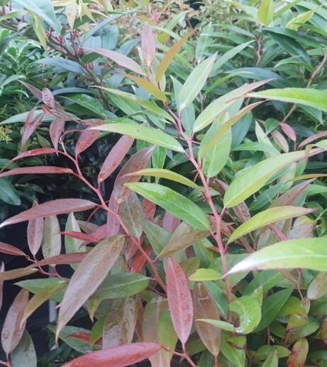 Leucothoe walteri ´Royal Ruby´