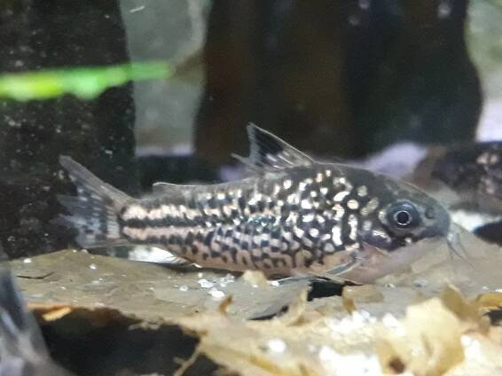 Soubor:Corydoras napoensis.jpg – Wikipedie