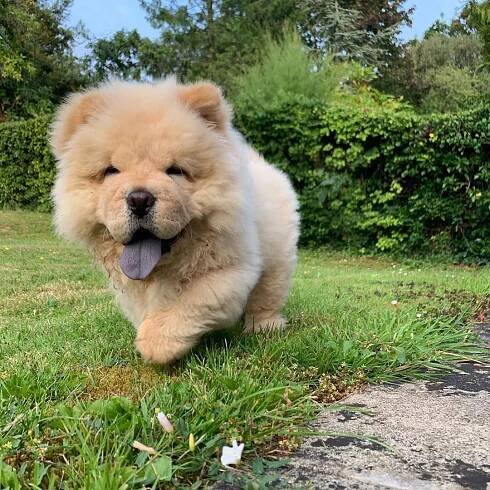 Psí plemeno Chow chow - VášChovatel.cz