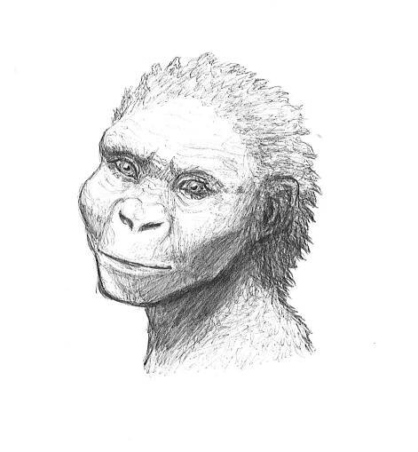 11. Australopithecus afarensis – The History of Our Tribe: Hominini