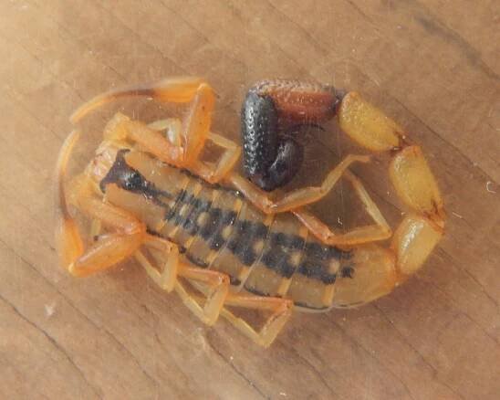 Scorpion - Buthidae