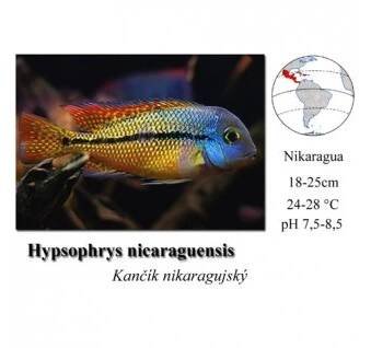 Hypsophrys nicaraguensis / Kančík nikaragujský