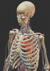 Z-Anatomy - 3D kostra člověka zdarma – Naše třída