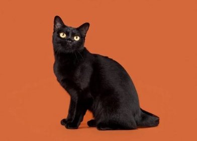 Bombajská kočka Kočky Plemeno / Druh: Povaha, Délka života & Cena