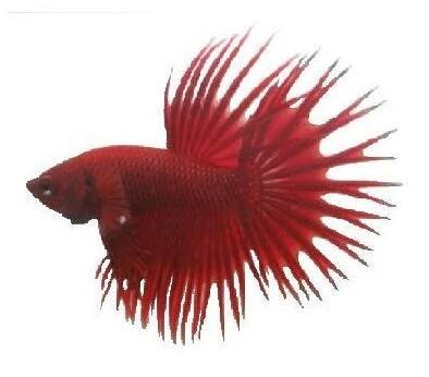 BETTA SPLENDENS CROWN TAIL male XL- Bojovnice pestrá královský ocas-samec