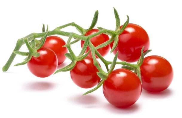 Divoká rajčátka - Solanum pimpinellifolium - osivo rajčat - 6 ks