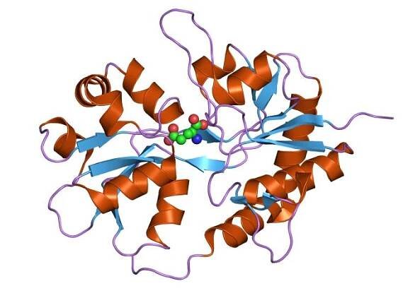 Ionotropic glutamate receptor