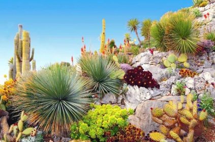 I kaktusy umí hýřit barvami (Foto: Shutterstock)