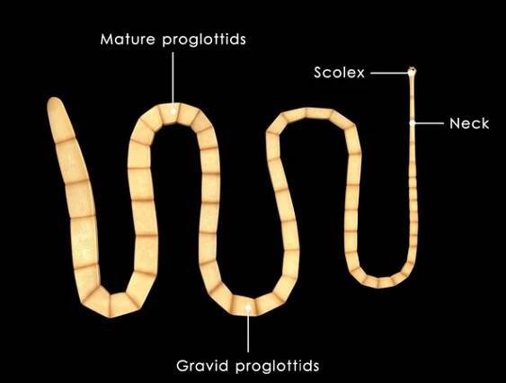 Taenia solium, pork tapeworm — Stock obrázek