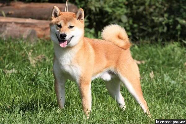 Rezervace štěňátek - Shiba Inu s PP