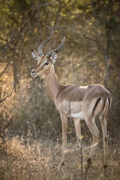 Animals 5