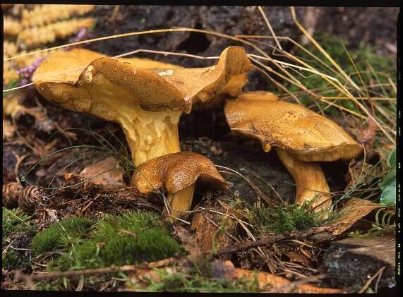 Hřib strakoš/Boletus variegatus