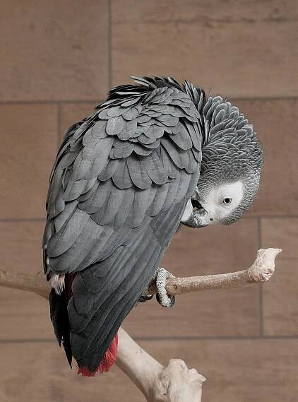 Category:Psittacus erithacus (captive) - Wikimedia Commons