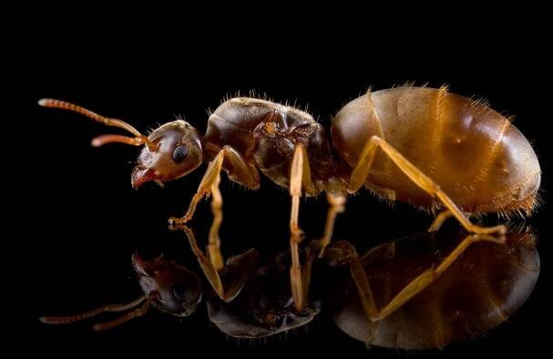 Lasius flavus