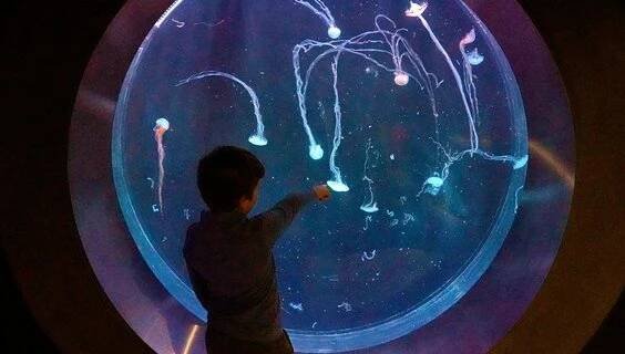 Svět Medúz Arkády Pankrác | Zoologické a botanické zahrady Praha | NaVylet.cz