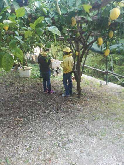 Honey Lemon Experience & Tour 11am  - Image 8