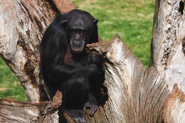 Chimpanzee in Bioparc Zoo of Valencia