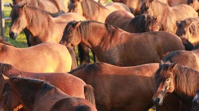 Na farmě Janova hora v Krkonoších žije spokojeně početné stádo „rozhlasových“ huculských koní | Hradec Králové