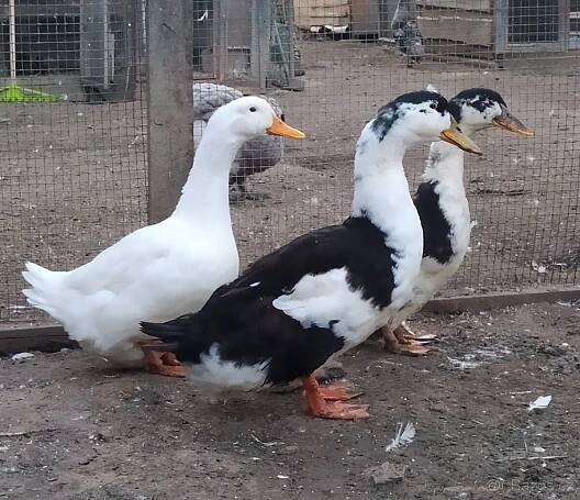 Pár kachen starorýnských a kachna pekingska