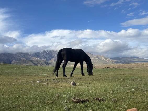 Short ride Kyrgyzstan 2024 | Horsemenistán