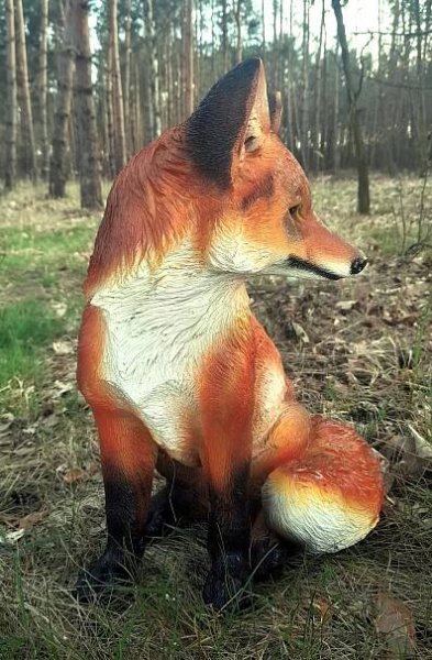 Liška velká sedící