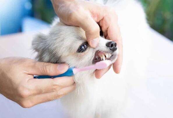 detailní čištění zubů psa zubním kartáčkem pro koncept zdravotní péče o domácí mazlíčky, selektivní zaměření - dog brush teeth - stock snímky, obrázky a fotky