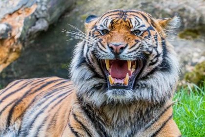 Zoo Brno v sobotu oslaví Mezinárodní den tygrů :: Regiony 24.cz - Internetové zpravodajství ze všech regionů České republiky