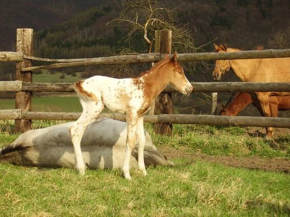 Hříbata 2011 | Equichannel