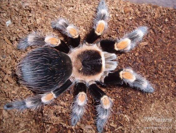 Sklípkan Brachypelma hamorii (smithi) - mláďata - bazar - Hyperinzerce.cz