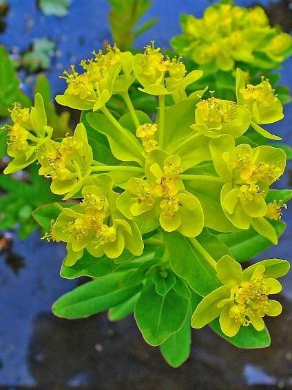Soubor:Euphorbia palustris 002.JPG – Wikipedie