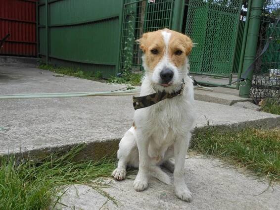 Psi k adopci z útulků, azylů a neziskových organizací