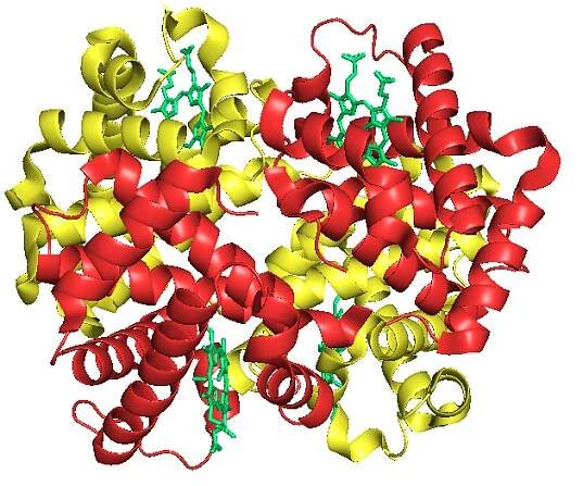 Fetal hemoglobin - Wikipedia