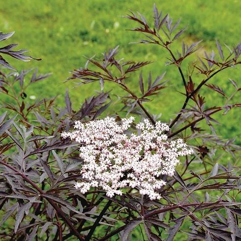 BLACK LACE® Elderberry - Order Online