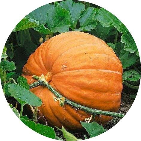 Tykev velkoplodá - Cucurbita maxima 'Atlantic Giant'