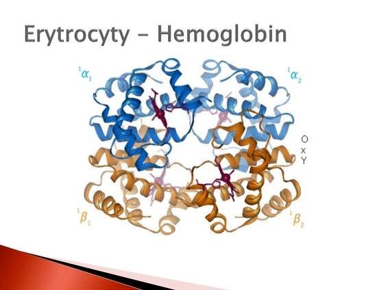 PPT - Biochemie krve PowerPoint Presentation, free download - ID:5061404