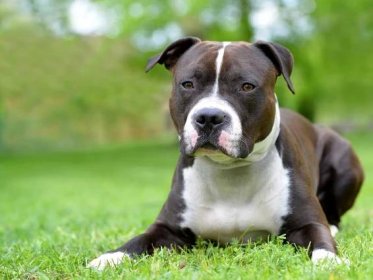 American staffordshire terrier or amstaff or stafford. Portrait of a dog lying on the grass.