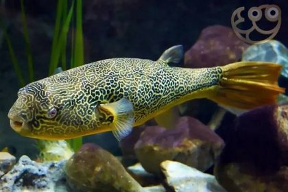 Mbu Pufferfish - Tetraodon mbu Fish Profile & Care Guide