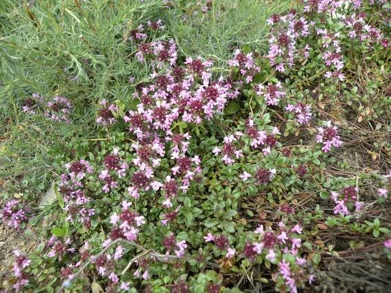 Obrázek - Thymus (mateřídouška) | BioLib.cz