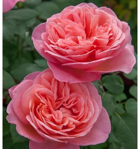 Rose Sweet MademoiselleTM
