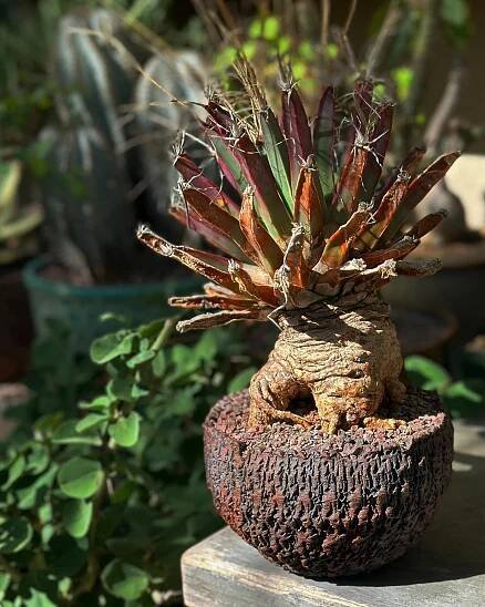 a small potted plant sitting on top of a wooden table in front of some plants