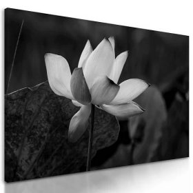Obraz nádherný květ v černobílém provedení