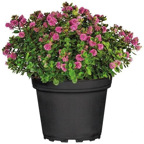Hebe 6-pack Hebe andersonii; velikost květináče: ⌀ 9 cm