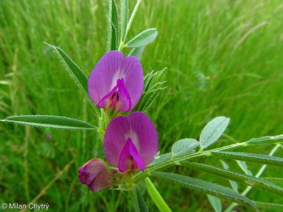 Vicia angustifolia – vikev úzkolistá