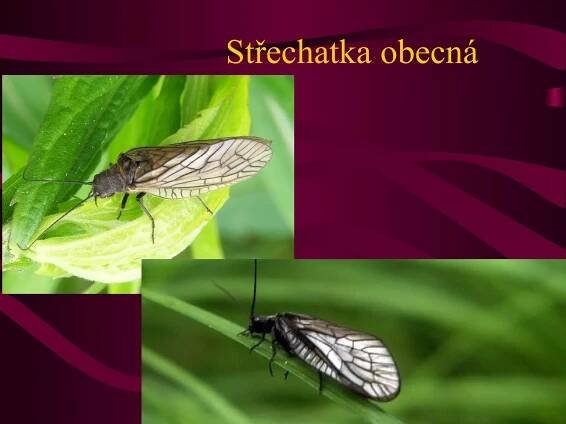 Střechatka obecná 
 
