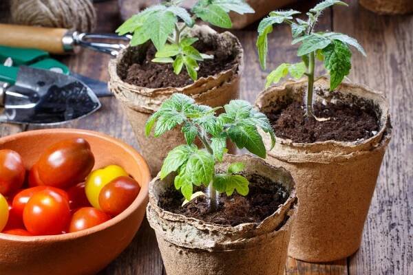10 Great Tips for Growing Tomato Seedlings to Add to Your Garden