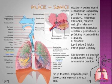 nozdry » dutina nosní » nosohltan (společný pro trávicí a dýchací soustavu, hrtanová záklopka, hlasové ústrojí v hrtanu – chrupavčité hlasivky) » hrtan » průdušnice » průdušky » průdušinky » alveoly. U člověka: Levá plíce 2 laloky. Pravá plíce 3 laloky. Na dýchání se podílejí mezižeberní svaly a svalnatá bránice. Co je to vitální kapacita plic Jaké znáte nemoci a úrazy. plic [27] [2]