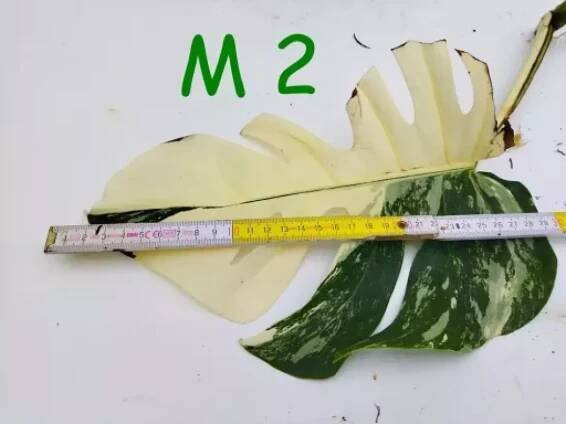 M 2.webp