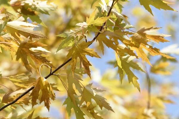 Silver maple tree branch with light yellow leaves