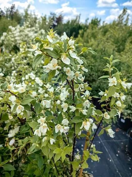 Philadelphus coronarius – Jasmínovník Manteau d'Hermine – velká sazenice