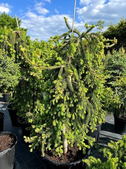 Picea abies 'Inversa'